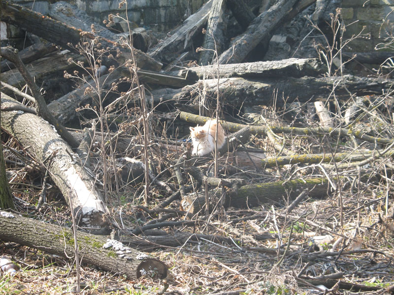 Сгоревшая усадьба в Красково - Котёнок в руинах