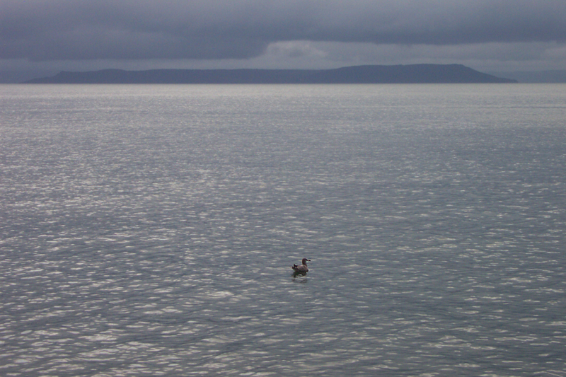 Владивосток - Амурский залив - Одинокая чайка